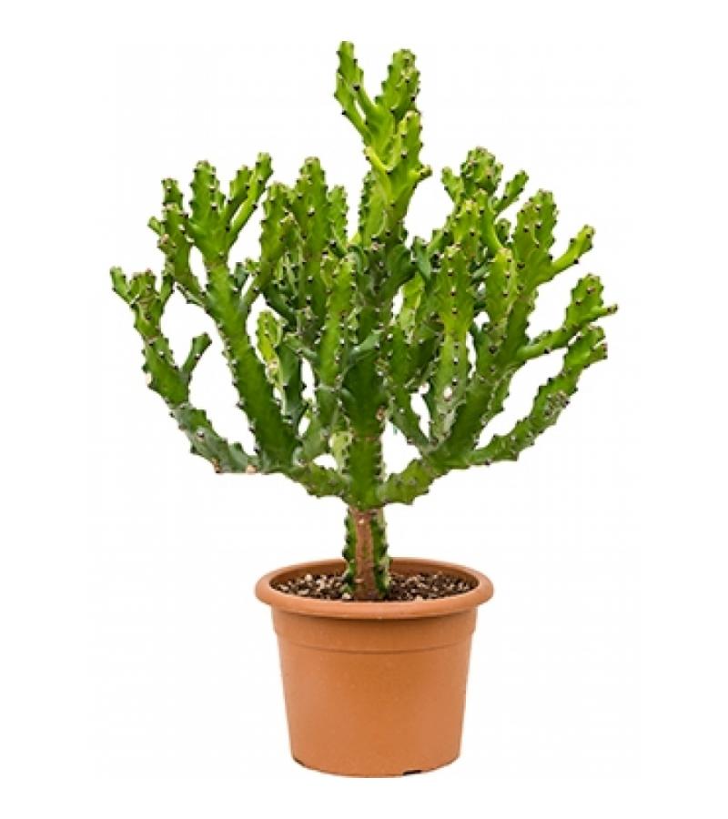 Euphorbia cactus mayuranathanii XL kamerplant