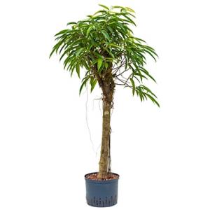 Ficus alii stam M hydrocultuur plant