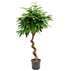 Ficus amstel king spiral S hydrocultuur plant