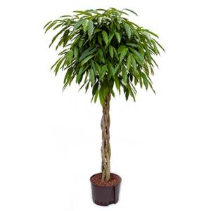 Ficus amstel king gevlochten M hydrocultuur