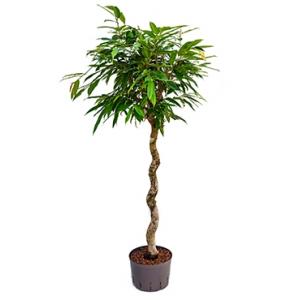 Ficus amstel king spiral XL hydrocultuur plant