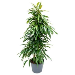 Ficus amstel king M kamerplant