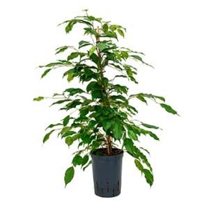 Ficus benjamina toef M hydrocultuur plant