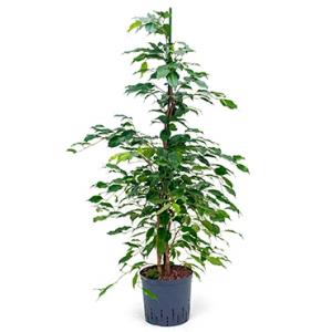 Ficus benjamina toef L hydrocultuur plant