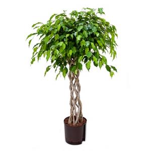 Ficus benjamina window hydrocultuur plant