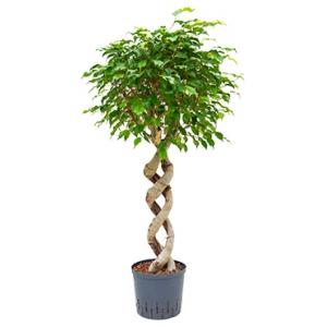 Ficus benjamina spiral double hydrocultuur plant