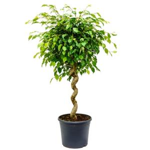 Ficus benjamina spiral kamerplant