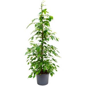 Ficus benjamina toef kamerplant