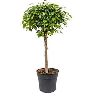 Ficus benjamina stam kamerplant