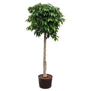 Ficus benjamina columnar stam L hydrocultuur plant