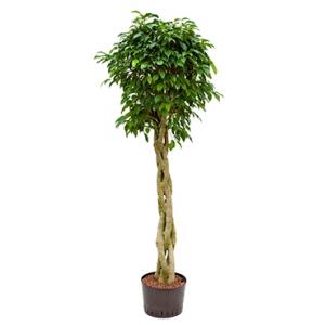 Ficus benjamina columnar gevlochten hydrocultuur plant