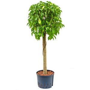 Ficus benjamina columnar stam M hydrocultuur plant