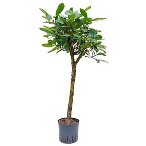 Ficus cyathistipula stam hydrocultuur plant