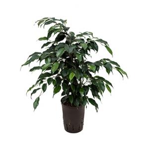 Ficus danielle S hydrocultuur plant