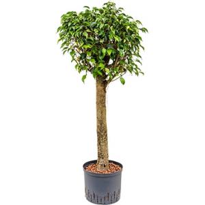 Ficus danielle stam M hydrocultuur plant