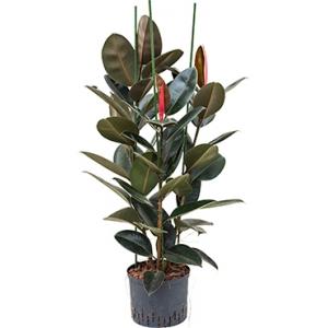 Ficus elastica abidjan 3pp hydrocultuur plant