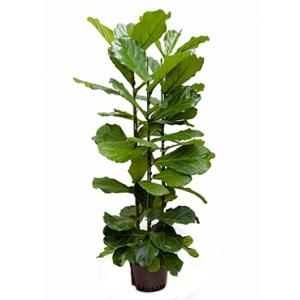 Ficus lyrata 3pp M hydrocultuur plant