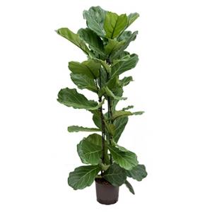 Ficus lyrata 2pp M hydrocultuur plant