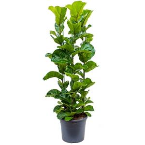 Ficus lyrata bambino M kamerplant