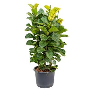 Ficus lyrata bambino 3pp L hydrocultuur plant