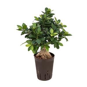 Ficus microcarpa ginseng S bonsai hydrocultuur plant