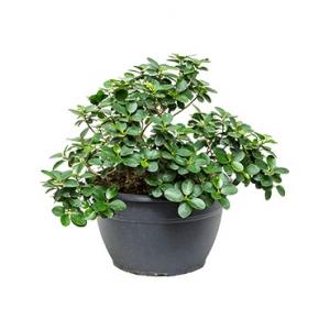 Ficus panda M kamerplant