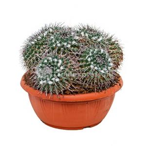 Mammillaria cactus compressa M kamerplant