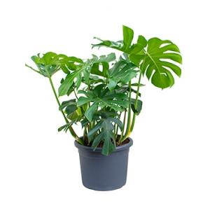 Monstera deliciosa M gatenplant kamerplant