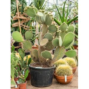 Opuntia cactus discata M kamerplant