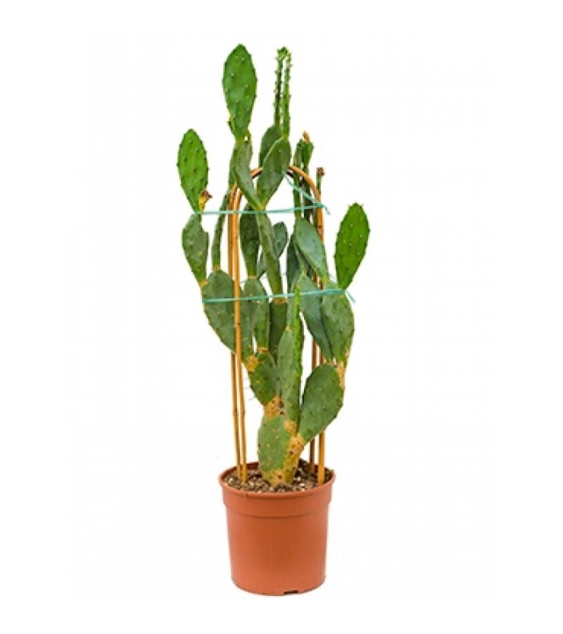 Opuntia cactus vulgaris XL kamerplant