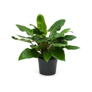 Philodendron imperial green XL kamerplant