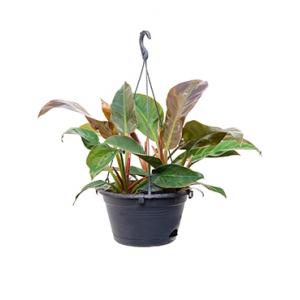 Philodendron imperial red S hangplant