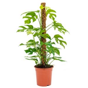 Philodendron minima mosstok 80 kamerplant