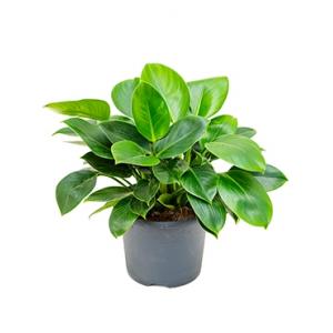 Philodendron onyx M kamerplant