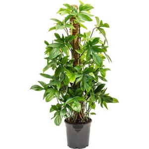 Philodendron pedatum S kamerplant