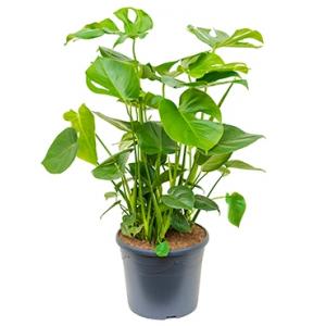 Monstera pertusem XL gatenplant kamerplant