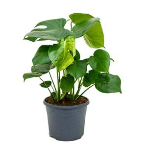 Monstera pertusem L gatenplant kamerplant