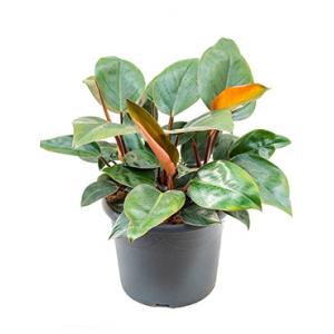 Philodendron red congo M kamerplant