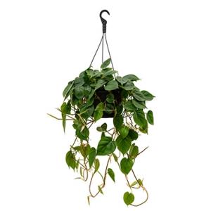 Afbeelding Philodendron scandens M hangplant door Tuinexpress.nl