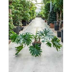 Philodendron selloum S kamerplant