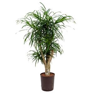 Dracaena pleomele anita M hydrocultuur plant