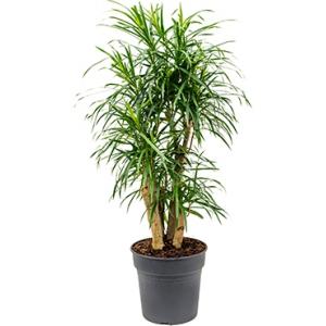 Dracaena Pleomele anita M kamerplant