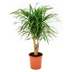 Dracaena Pleomele anita S kamerplant