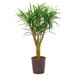 Dracaena pleomele anita S hydrocultuur plant