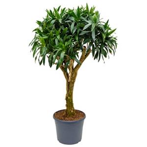 Dracaena Pleomele reflexa stam kamerplant