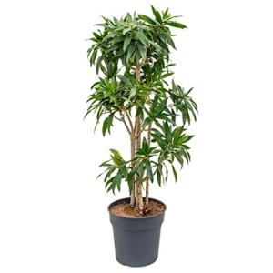 Dracaena Pleomele reflexa L kamerplant