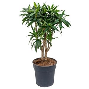 Dracaena Pleomele reflexa S kamerplant