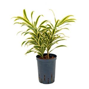 Dracaena pleomele song of india hydrocultuur plant