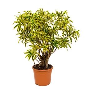 Dracaena Pleomele song of india S kamerplant