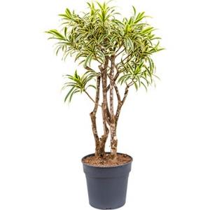 Dracaena Pleomele song of india M kamerplant